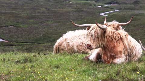 058.BEAUTIFUL SCOTLAND _ Drone Aerial View _ Free stock footage _ Free HD Videos - no copyright