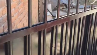 Large Dog Lunges Through Fence