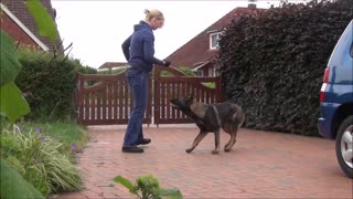 Training with young german shepherd dog