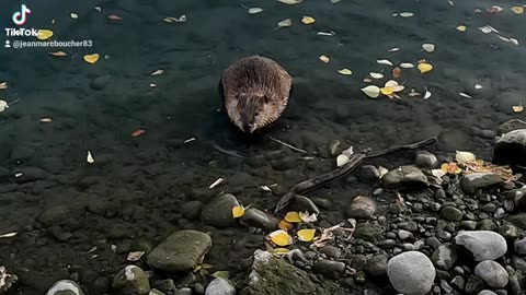 I saw this beaver