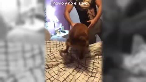 Vídeo de Bichinhos Engraçados para Rir Muito