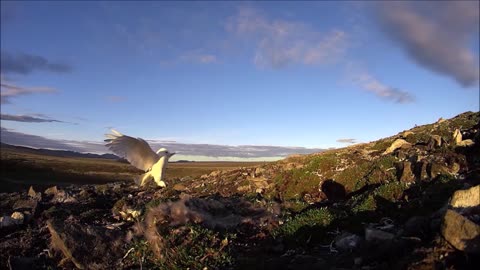 Watch the Arctic Wildlife close up