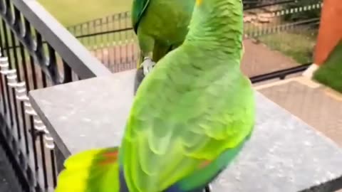 Cute Mithu🦜-Smart & Funny parrot video Talking Parrot