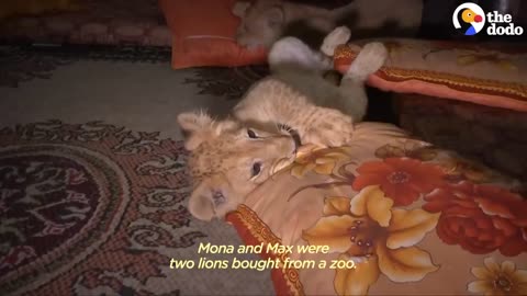 Baby Lions Are Rescued From A Living Room _ The Dodo Go Wild_2