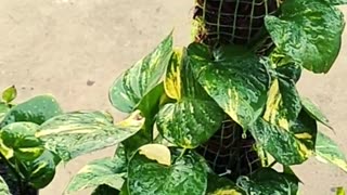 Monsoon plant propagation #shorts #gardening #gardeningtips #gardeninginspiration #indiangardening