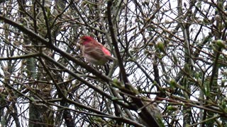 Purple Finch