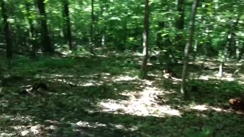 Daniel off-roading (Trail clearing) with the Kubota RTV900