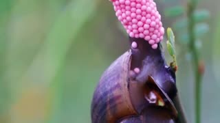 How the snail lays it's eggs