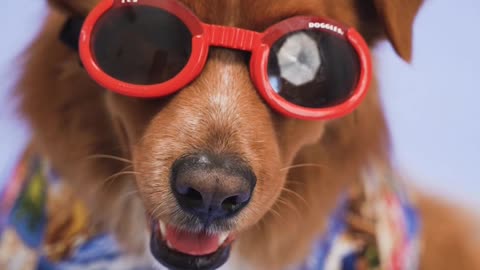 Beautiful dog wearing glasses