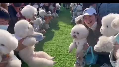 Puppy’s party.Do you want to take your puppy with you