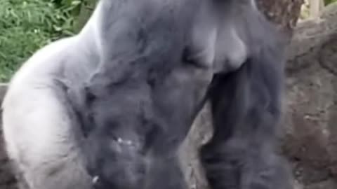 Gorilla shows off his King Kong strength