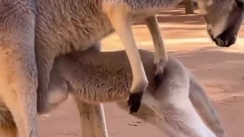 "Pouch Bond: A Mother and Baby Kangaroo Tale"