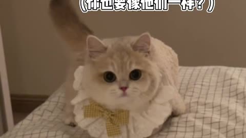 Cute cat!