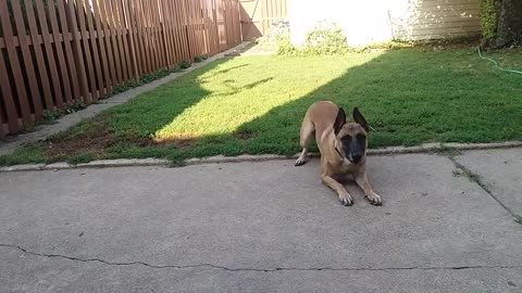 Before You Get A Belgian Malinois- WATCH THIS