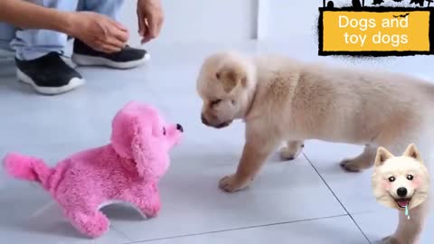 Dogs have too much fun with toy dogs