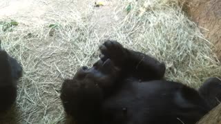 Gorilla Snacking and Lounging