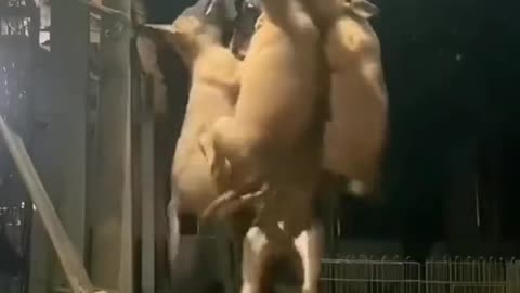 Playing dogs climbing a robe