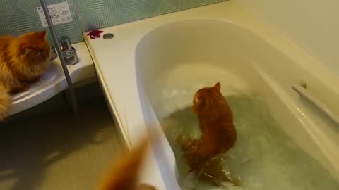 Epic Cats Hate Falling in Water