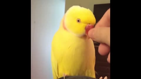 Cute Parrots Videos Compilation cute moment of the animals - Soo Cute!