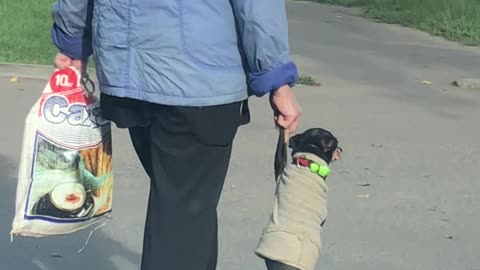 Dog and Owner Cross Street Holding Hands