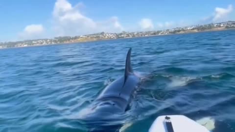 Terrifying Wildlife Encounters: Orcas & Bear Attack! 😨🐋🐻