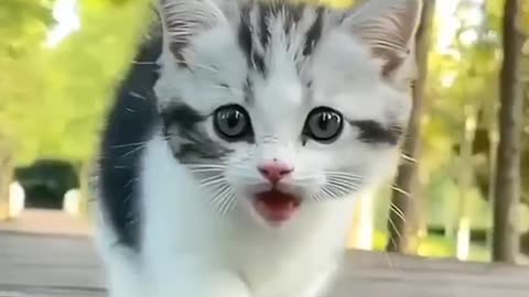 Cute kitten