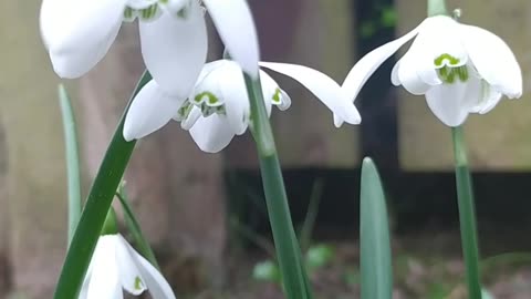 First snowdrops