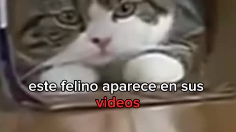 Este es el gato más famoso de Youtube