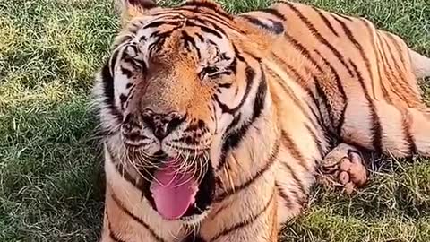7_Tiger, naughty little guy, live video of zoo#tiger