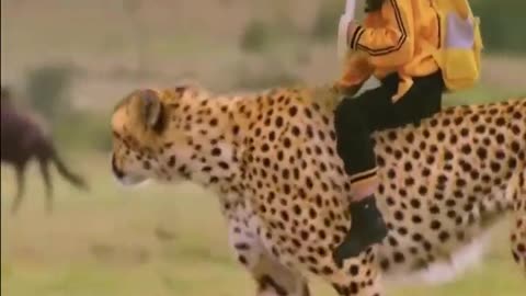 Cheetah and the little brave girl