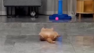 Cat don’t care about bouncing ball 🤣🤣