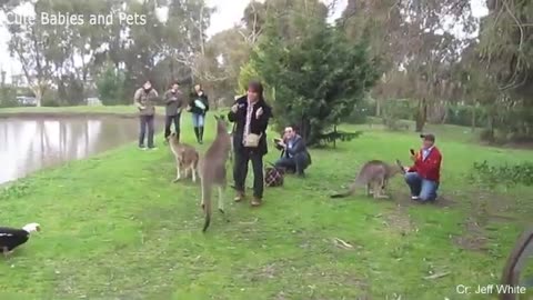 Funny Animals Crashing Video Full Laughing 2023