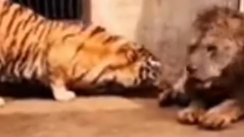 Lion VS Tiger