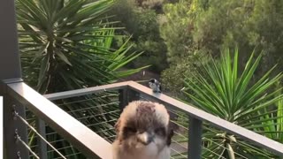 Adorable baby Kookaburra demonstrates its signature laugh