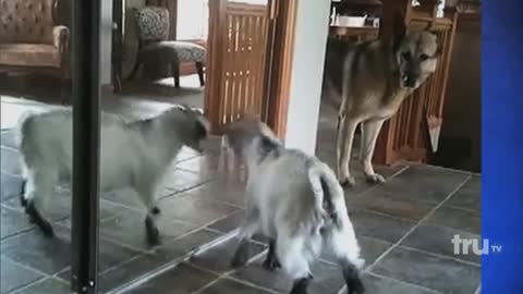 Adorable Goat Attacks Herself
