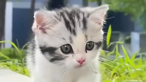 Kittens Vidéos Lovers | Gatitos Lindos