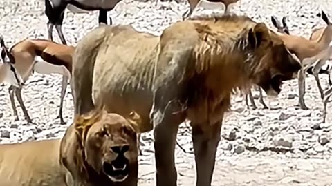Lions Struggle to Breathe in the Scorching Heat