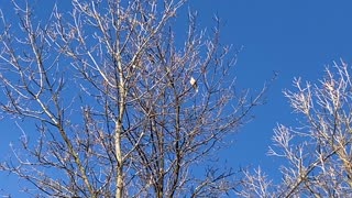 Everyone is singing except for these two doves.