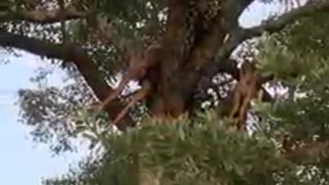 leopard climbing tree
