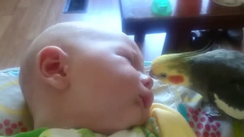Cockatiel gives kisses and sings to a sleeping baby
