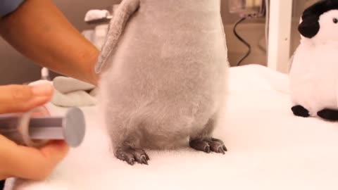 A month-old, 2-pound emperor penguin gets feeding.