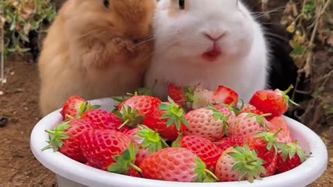 The little rabbit realizes the freedom of strawberry #cutepet #rabbit