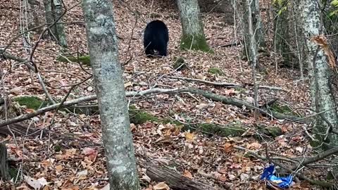 Lady Scares Black Bear off Trash Using Cleaning Spray