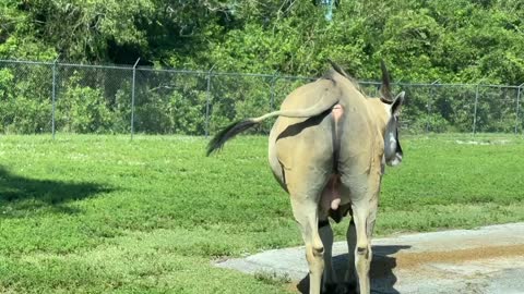 Viva family explorers lion country Safari in Florida