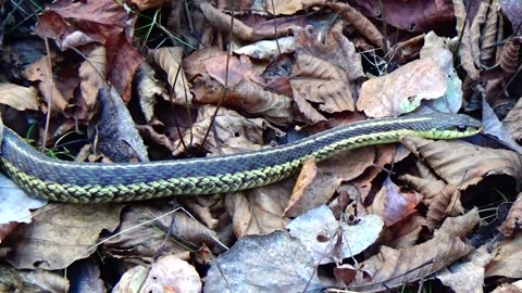 Garter Snake