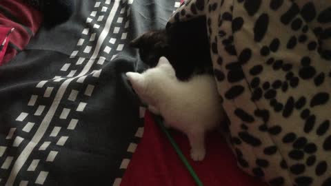 Two Kittens Playing With A Straw
