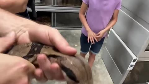 Removing SNAKE tooth! #short #shorts #snake #boa #animal #wildlife #nature #reptiles