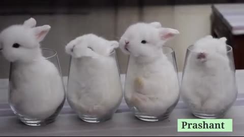 😘 So Cute 😍 3d Beautiful Rabbit Whatsaap Status Video by Prashant