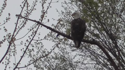 446 Morning Eagle Resting