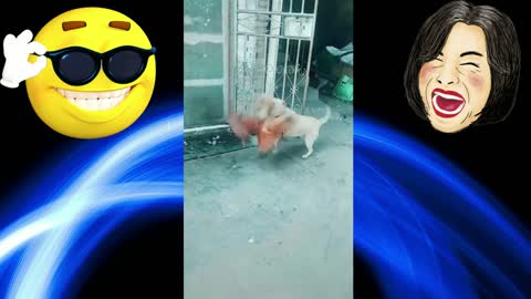 Rooster and dog I Funny Dog I Funny Puppy I Chicken VS Dog Fight Funny compilation